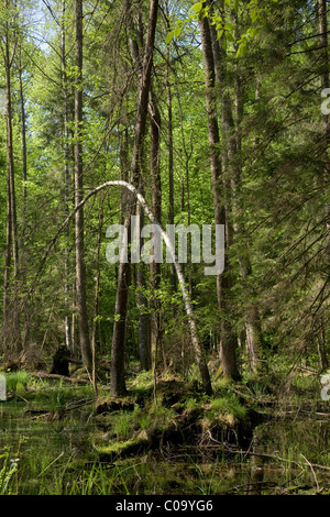 Frühling-Erle Moor Wald mit stehendem Wasser Stockfoto