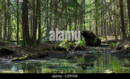 Frühling-Erle Moor Wald mit stehendem Wasser Stockfoto