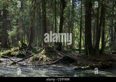 Frühling-Erle Moor Wald mit stehendem Wasser morgens Stockfoto