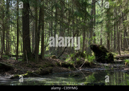Frühling-Erle Moor Wald mit stehendem Wasser morgens Stockfoto
