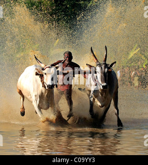 Maramadi oder Rinder-Rennen in Palakad, Kerala, Indien Stockfoto