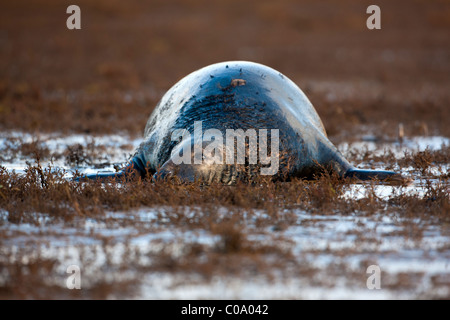 Atlantic Grey Seal (Halichoerus Grypus) am Strand, Donna Nook, Lincolnshire, England. Europa Stockfoto