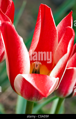 Blüte der Tulpe Stockfoto