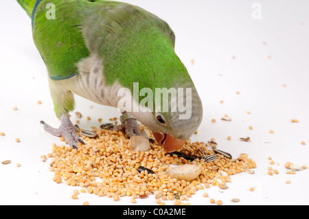 Sittich, Quaker/Mönch Essen Samen. (Myiopsitta Monachus). Stockfoto