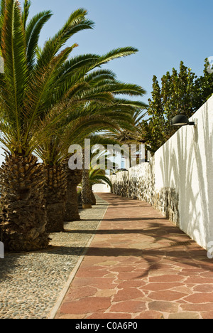 Gepflasterten Weg am Meer, mit Palmen bieten einige Schatten. Stockfoto