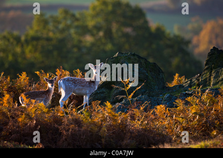 Damhirsch (Dama Dama). Bradgate Park, Newton Linford, Leicestershire. UK Stockfoto