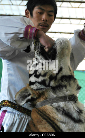 TOOTHY TIGER TRICKS setzt Ihren Kopf in einen Tiger Mund mutig oder einfach nur blöd? Trainer im Zoo von Wenling, Ost-China, Stockfoto