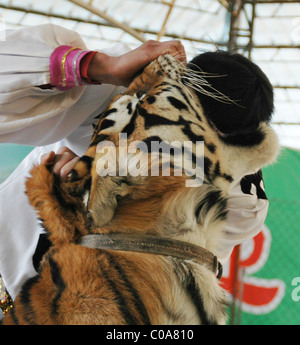 TOOTHY TIGER TRICKS setzt Ihren Kopf in einen Tiger Mund mutig oder einfach nur blöd? Trainer im Zoo von Wenling, Ost-China, Stockfoto