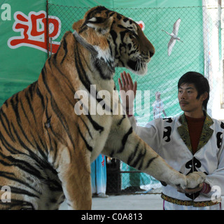 TOOTHY TIGER TRICKS setzt Ihren Kopf in einen Tiger Mund mutig oder einfach nur blöd? Trainer im Zoo von Wenling, Ost-China, Stockfoto