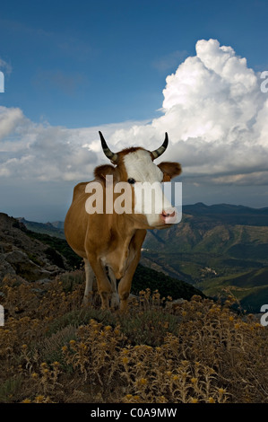 Man Vieh auf dem Gipfel des Monte Stello. cap corse. Korsika. Frankreich Stockfoto