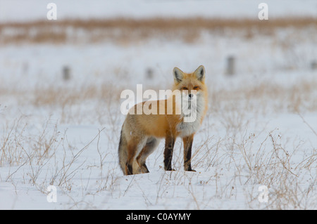 Rotfuchs im kanadischen Winter auf der Prärie Stockfoto