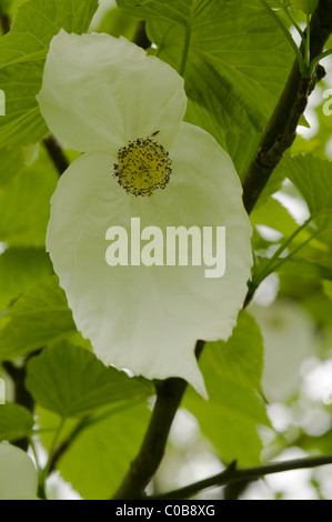 Taube Baum oder Taschentuch Baum (Baume involucrata) in einem Park in Ambleside, Cumbria, Großbritannien.. Stockfoto