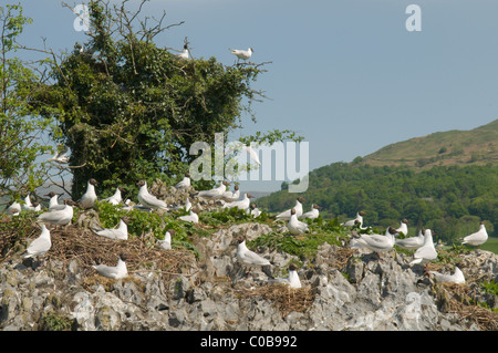 Lachmöwe (Larus ridibundus) Kolonie auf der kleinen Insel am Lake Windermere, Cumbria, Großbritannien.. Die englischen Seen, den Lake District. Stockfoto