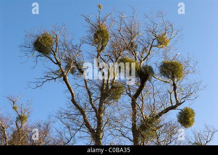 Mistel (viscum album) die wachsende oben in Linden (Tilia sp.) auf die cowdray Estate, West Sussex, UK. Dezember. Stockfoto