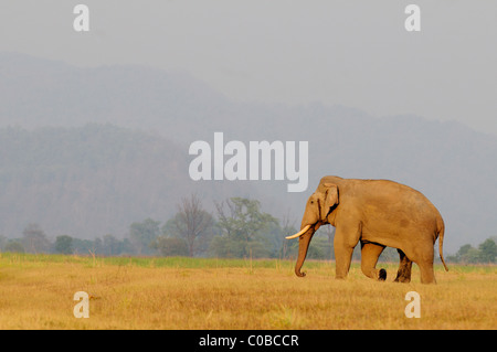 Tusker in Grünland Stockfoto