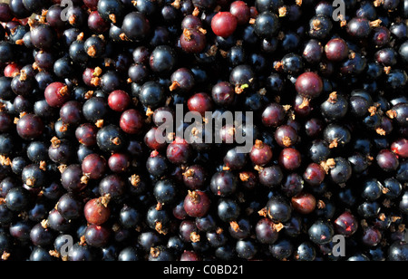 Schwarze Johannisbeere Beeren (Ribus Nigrum), frisch gepflückt und gewaschen. Stockfoto