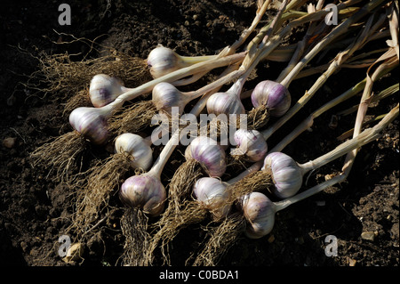 Zwiebeln Knoblauch (Allium Sativum) aufgehoben und im Garten zum trocknen aus. Stockfoto