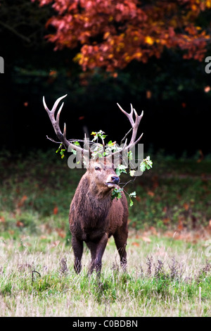 Rothirsch Hirsch - Cervus elaphus Stockfoto