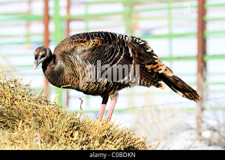 Wilder Truthahn Fütterung auf Trockenrasen im Winter. Stockfoto