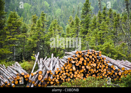 Schneiden Sie selektiv Protokolle aufgetürmt von einem Straßenrand in Neufundland, Kanada Stockfoto