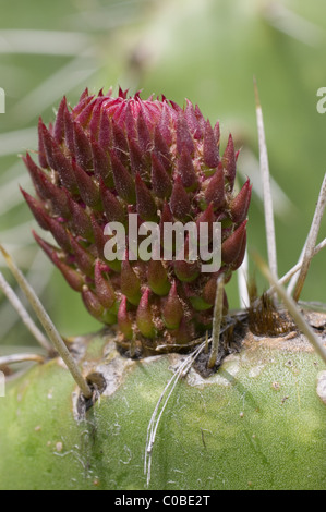 Wilde stachelige Birne Kaktus (Opuntia sp) sprießen. Stockfoto