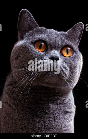 Porträt von schönen grauen britische Katze mit leuchtend gelben Augen auf schwarzem Hintergrund closeup Stockfoto