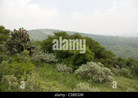 Vegetation in der Sierra von Tepotzotlan (Quercus, Opuntien, Acacia Farnesiana, Schinus Molle und zahlreichen Kräutern) Stockfoto