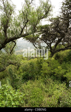 Vegetation in der Sierra von Tepotzotlan (Quercus, Opuntien, Acacia Farnesiana, Schinus Molle und zahlreichen Kräutern) Stockfoto