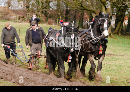 Clydesdale-Pferde bei einer Pflügen Meisterschaft Pflügen Stockfoto