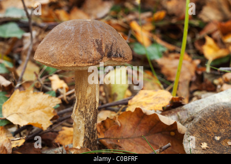 Tylopilus Felleus in den gemischten Wäldern auf Woodlands Hügel. Stockfoto