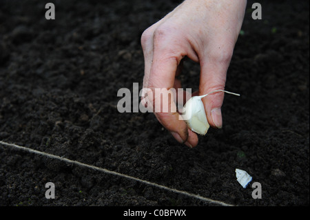 Gärtner hand Pflanzung Knoblauch Stockfoto