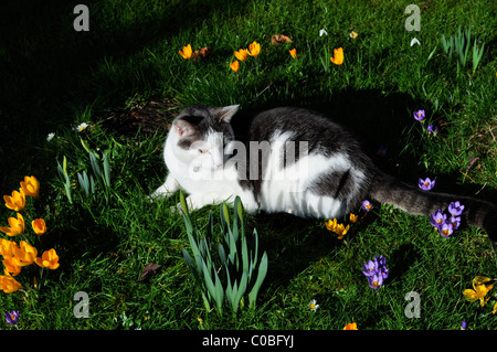 Grau-weiße Katze in Krokusse und Sonnenschein, zufriedene Kater im Frühjahr Stockfoto