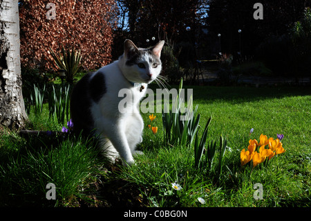 Grauen und weißen Bi-Color Katze in Krokusse, kurze Haare, Stockfoto