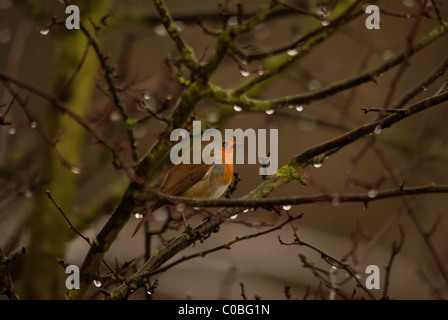 Robin im Regen Stockfoto