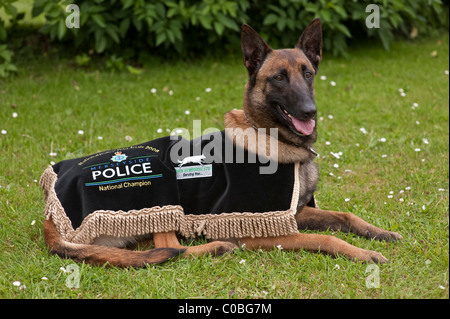 Diese Belgischer Schäferhund (Malinois) ist die Metropolitan Police Dog, die der nationalen Polizeihund Studien im Jahr 2008 gewann. Stockfoto