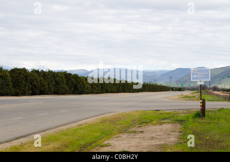 Zitronenhain entlang der Blossom Trail auf Belmont Avenue, Fresno County, im Central Valley von Kalifornien Stockfoto