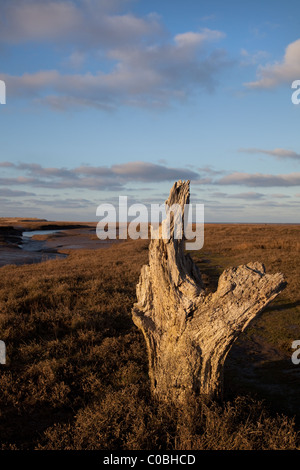 Dornweiler Sümpfe West Norfolk Stockfoto