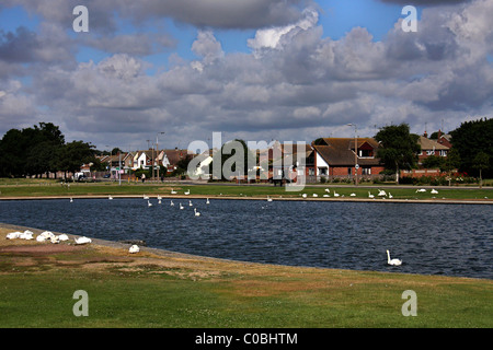 Schwäne in einem Boot-Club-Teich bei Marineparade, Dovercourt, Essex, Harwich, England uk Stockfoto