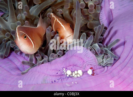 Rosa Clownfische, Amphiprion Perideraion, mit einem paar der Eierschale Garnelen, Ancylocaris Brevicarpalis. Zuvor beschrieben als Periclimenes brevicarpalis Stockfoto