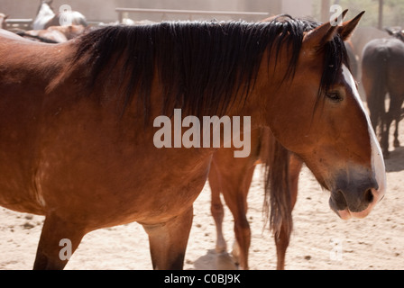 Pferd Stockfoto