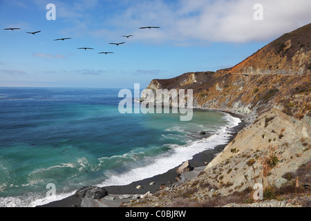 Dreieckige Flug graue Pelikane über felsige Küste und azurblauen Wasser des Pazifischen Ozeans Stockfoto