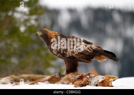 Steinadler; Aquila Chrysaetos; auf Toten Fuchs; im Schnee; Norwegen Stockfoto