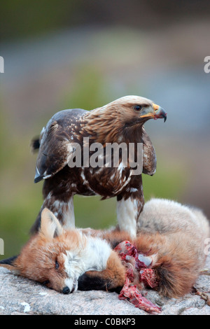 Steinadler juvenile; Aquila Chrysaetos; auf einen Toten Fuchs; Norwegen Stockfoto