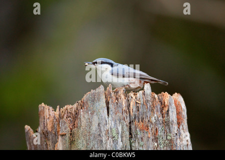 Kleiber; Sitta Europaea; Skandinavische Form; Norwegen Stockfoto