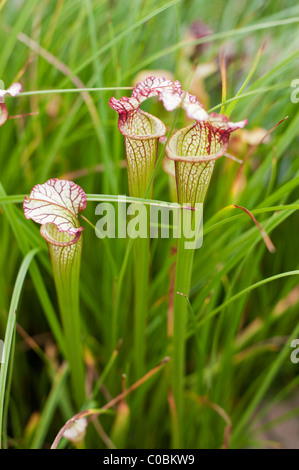 Weiße Schlauchpflanze (Sarracenia Leucophylla). Stockfoto