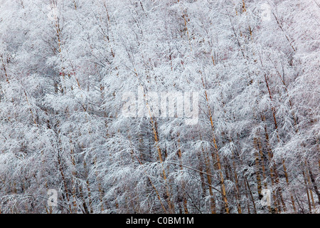 Birken; Betula Pendel; mit Schnee bedeckt; Norwegen Stockfoto