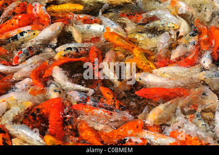 Viele Koi-Karpfen (Cyprinus) multicolor in der Oberfläche des Wassers Stockfoto