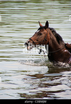 Pferd ist im See schwimmen. Stockfoto