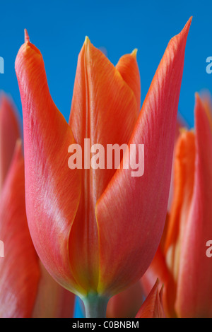 Tulipa 'Ballerina' AGM Tulip Lily blühenden Gruppe April Stockfoto