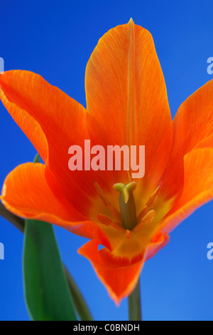 Tulipa 'Ballerina' AGM Tulip Lily blühenden Gruppe April Stockfoto